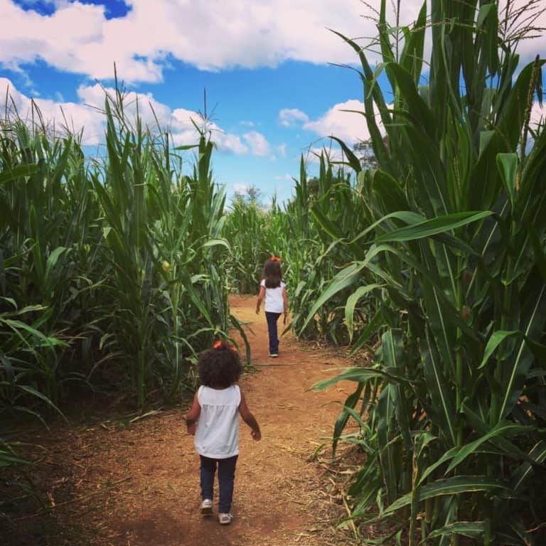 Farm Fun